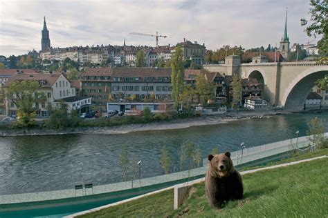 bern bear park|bears in bern switzerland.
